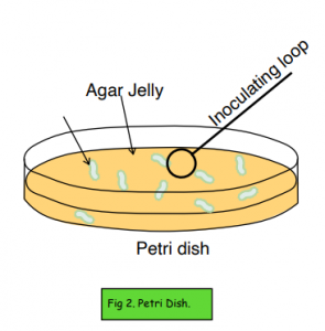 Microscopes & Cultures - Bacterial Cultures and Aseptic Techniques ...