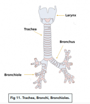 The Lungs - (GCSE Biology) - Study Mind