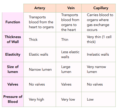 Blood Vessels: Veins and Capillaries