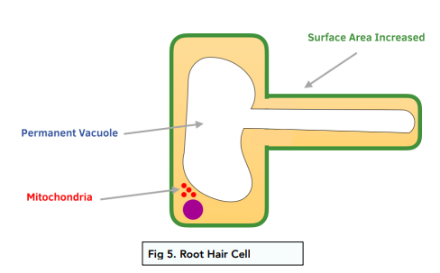 PDF] The regulation and plasticity of root hair patterning and  morphogenesis | Semantic Scholar