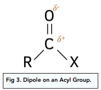  Acyl Groups