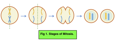 Mitosis: Its Stages