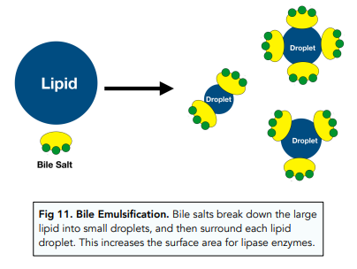 Proteins and Lipids: Breakdown
