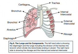 The Lungs - (GCSE Biology) - Study Mind