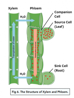 Transport in Plants - Structure of a Plant (GCSE Biology) - Study Mind