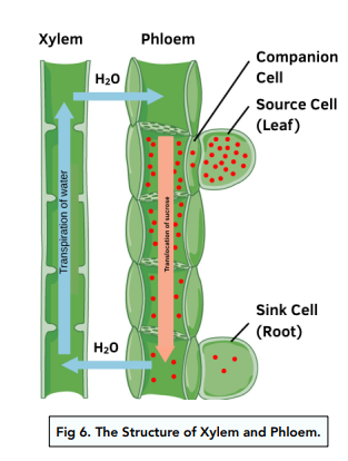 plant structure xylem and phloem