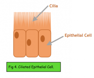 ᐉ Specialised Cells: Nerve, Red Blood, Muscle, and Egg Cells