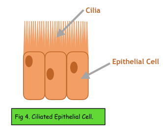 ciliated epithelial cell labeled diagram