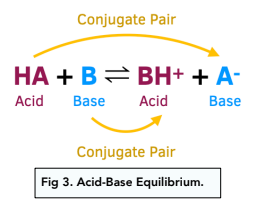 The Brønsted-Lowry Acid-Base Theory