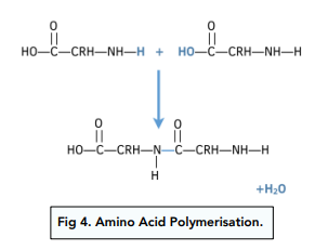 Polyamide Formation