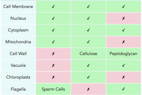 ᐉ Bacterial Cells: Types, Differences, Diagrams, and more!