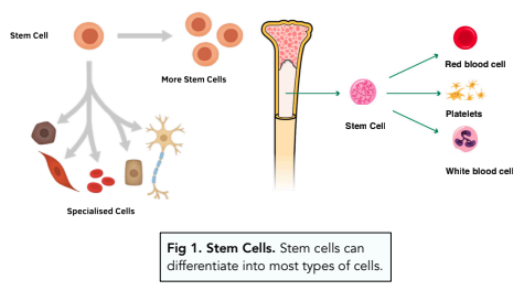 Stem Cell Division Diagram