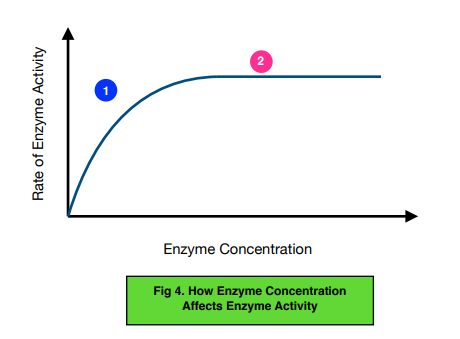 Enzyme Action: Factors that Affect it