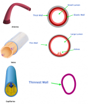 Blood and Blood Vessels: Veins and Capillaries (GCSE Biology) - Study Mind