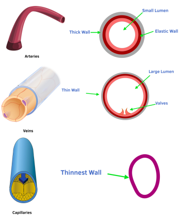 Blood And Blood Vessels Veins And Capillaries GCSE Biology Study Mind