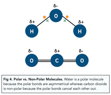 Why Is Water a Polar Molecule?