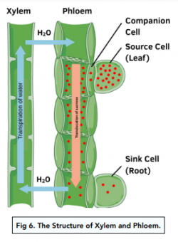 ᐉ Specialised Cells: Nerve, Red Blood, Muscle, and Egg Cells