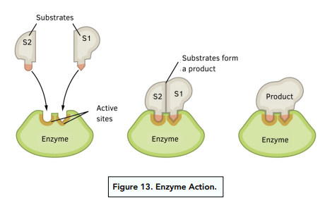 Enzymes: An Introduction 