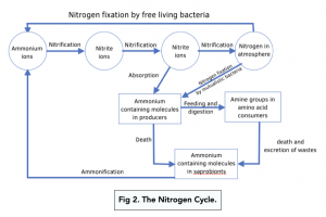 A-level Biology - Nitrogen Cycle: Fixation and Ammonification