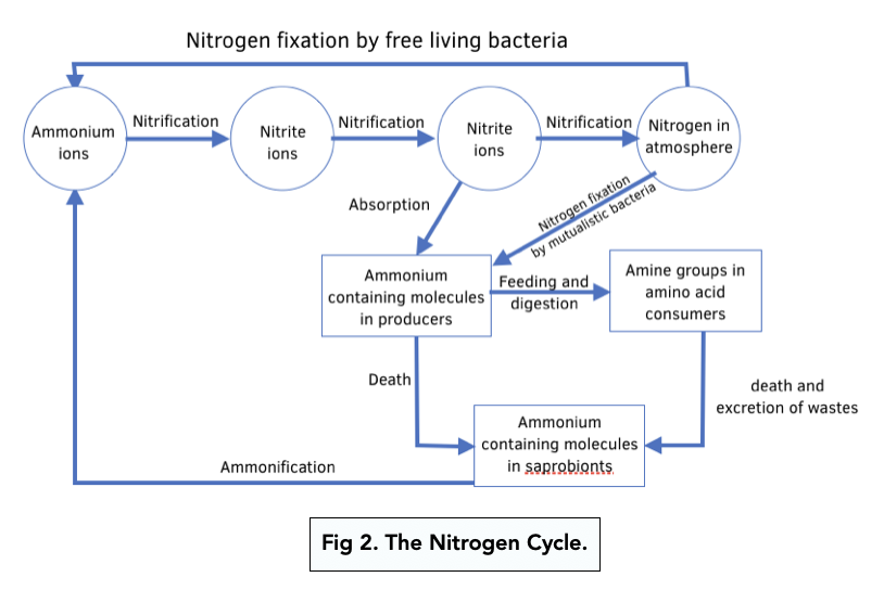 Nitrogen Cycle: Fixation and Ammonification (A-level Biology) - Study Mind