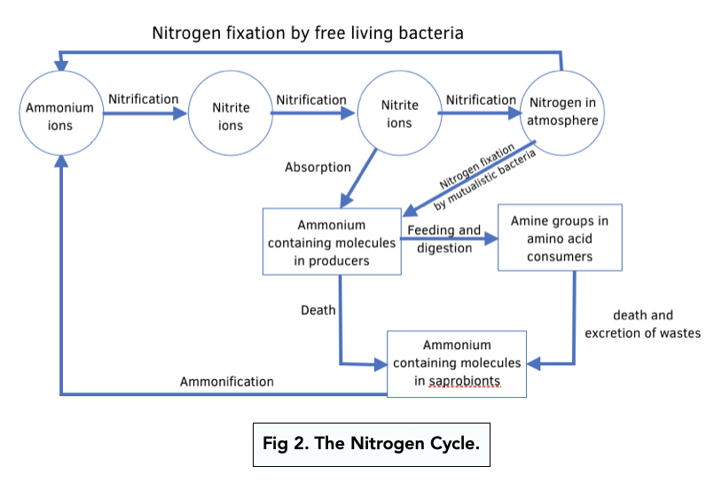 Nitrogen Cycle Fixation And Ammonification A level Biology Study Mind