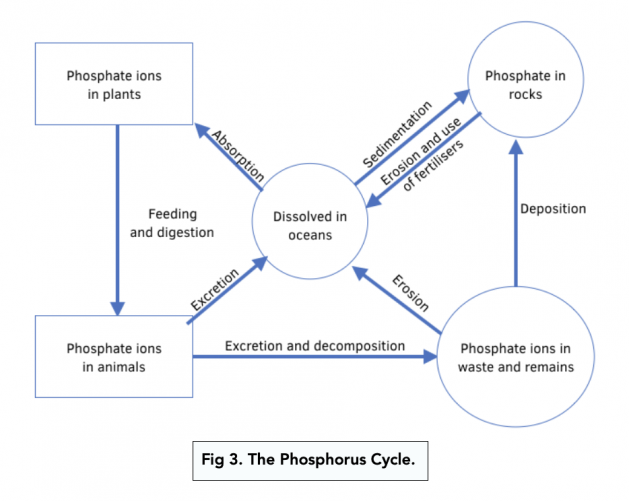 The Phosphorus Cycle (Alevel Biology) Study Mind
