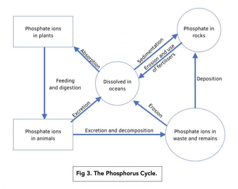 The Phosphorus Cycle (Alevel Biology) Study Mind