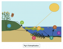 The Phosphorus Cycle (A-level Biology) - Study Mind