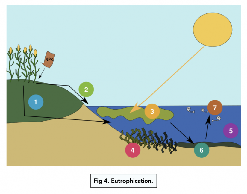 The Phosphorus Cycle (Alevel Biology) Study Mind