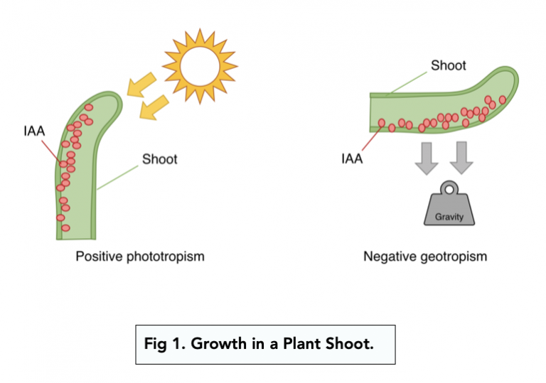 phototropism experiment a level biology