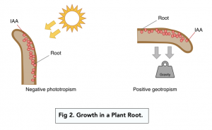 A-level Biology - Auxin in Phototropism and Geotropism