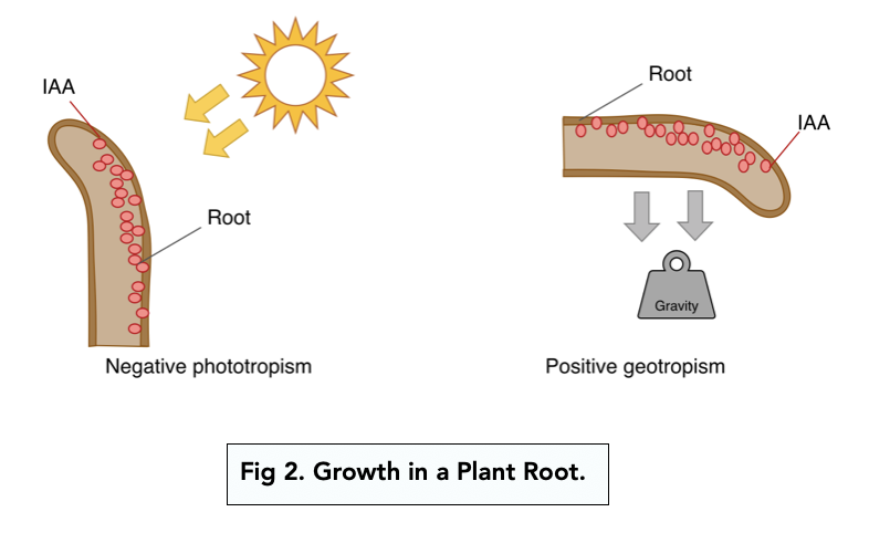 auxin concentration experiment