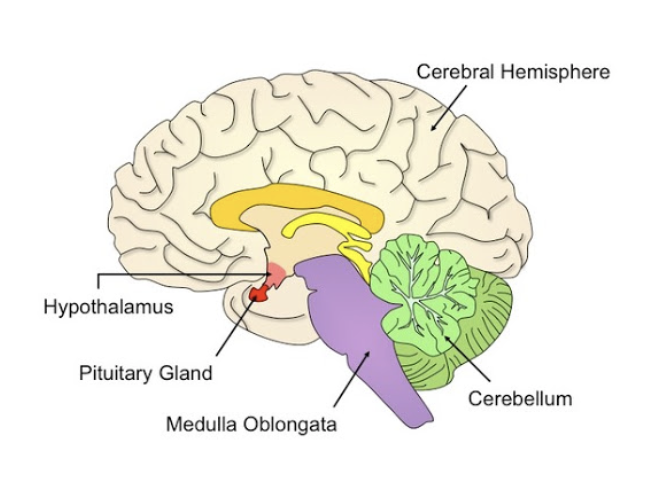 A-level Biology – Nervous Control