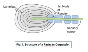 A-level Biology - Pacinian Corpuscle