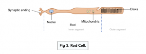A-level Biology - Photoreceptors