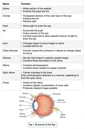 The Retina (a-level Biology) - Study Mind