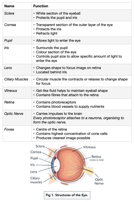 The Retina (A-level Biology) - Study Mind