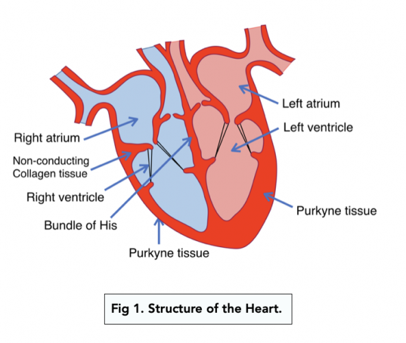 Controlling Heart Rate (A-level Biology) - Study Mind