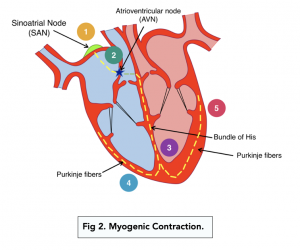 myogenic heart beat