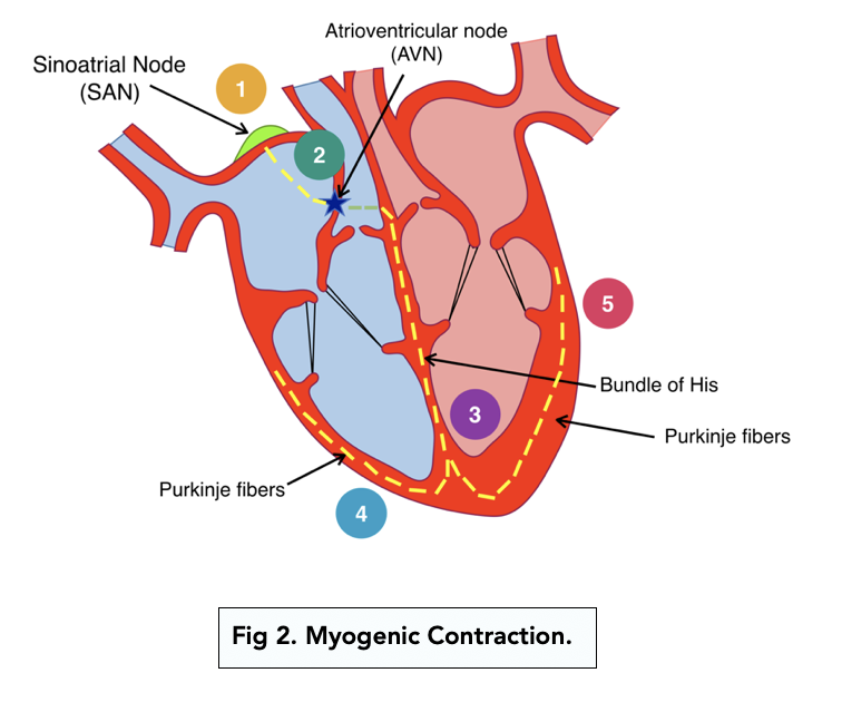 A-level Biology – Controlling Heart Rate