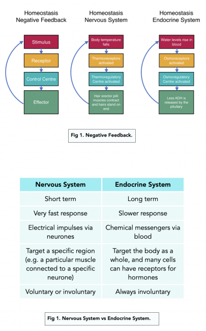 Thermoregulation (A-level Biology) - Study Mind