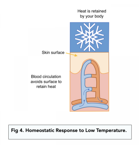 Ectotherms and Endotherms (A-level Biology) - Study Mind