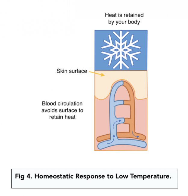 Ectotherms and Endotherms (Alevel Biology) Study Mind