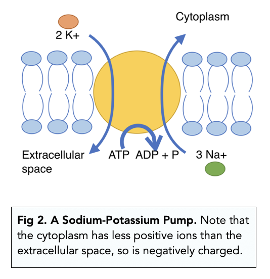 the-resting-potential-a-level-biology-study-mind