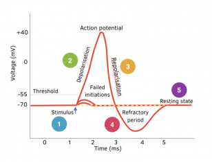 Hyperpolarisation And Transmission Of The Action Potential (a-level 