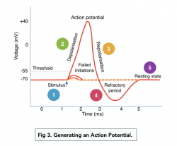 All or Nothing Principle (A-level Biology) - Study Mind