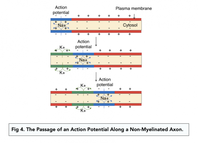 Myelination (A-level Biology) - Study Mind