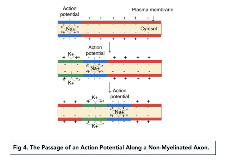 Myelination (A-level Biology) - Study Mind