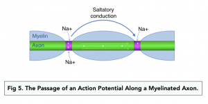 A-level Biology - Myelination