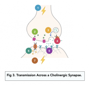 A-level Biology - Synaptic Transmission